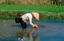 Eingescanntes Diapositiv Einer Historischen Farbaufnahme Einer Nicht Erkennbaren Frau Beim Fischfang In Einem Bach Inmitten Von Reisfeldern In Nordvietnam