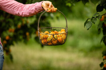 Canvas Print - Female hand holding basket with fresh apricots