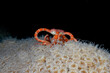 Ruby brittle star on the extended polyps of mountainous star coral at night