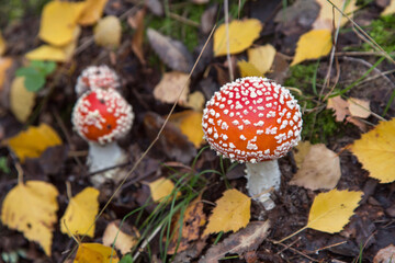 Red orange Amanita muscaria in autumn forest. Little young Fly agaric mushrooms in fall nature with yellow leaves