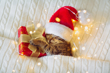 Wall Mural - A kitten in a red Santa hat is lying and sleeping in an embrace with a gift among the Christmas lights