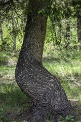 Canvas Print - Tree in the forest