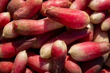 Red fresh vegetable red radish. Autumn harvest close up