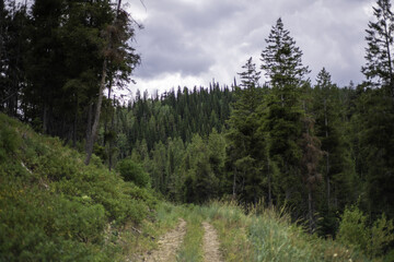 Canvas Print - Forest under the sky