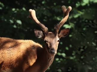 Poster - Closeup shot of a forest deer on a leaves background