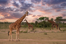 Baringo Giraffe, Giraffa Camelopardalis