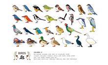 日本の野鳥イラスト０１_Japanese Wild Birds 01