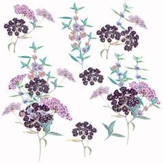 Poster - collection of vector wild plants in watercolor style for design