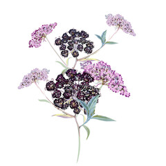 Poster - Floral vector illustration with wild flower in watercolor vintage style