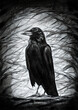 Dark raven on the branch pencil drawing