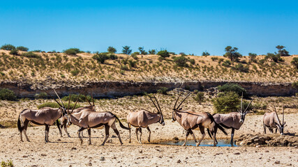  Small group of South African Oryx at waterhole in Kgalagadi transfrontier park, South Africa; specie Oryx gazella family of Bovidae