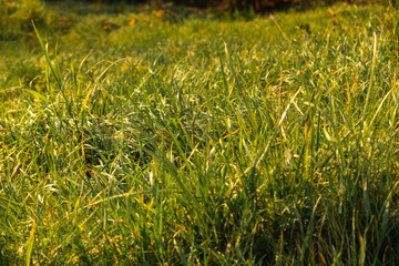 green grass after rain autumn