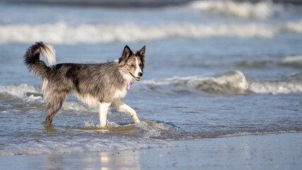  Dog running in the water and enjoying the sun at the beach. Dog having fun at sea in summer.