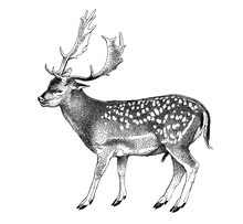 Spotted Deer With Horns. Cervus Nippon. Dappled Sika Deer. Hand Drawn Realistic Sketch, Graphics Monochrome Raster Illustration On White Background.