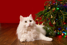 Cute White Cat Lies Under A Christmas Tree On A Red Background, Background For A New Year Card