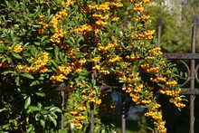 Firethorn (Pyracantha Coccinea) Berries In The Fall Season.