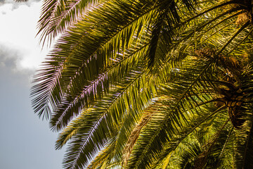  palm tree leaves close up