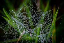 A Close Up Of A Spiders Web With Early Morning Dew