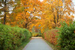 Autumn landscape, the road to the park with colorful foliage