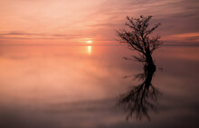 Lone Tree Reflected In A Lake At Sunset