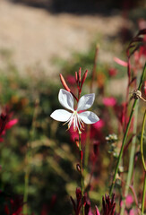 Wall Mural - pink and white flowers in the garden