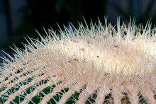 Close Photo Of A Golden Barrel Cactus