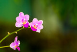 Fototapeta Storczyk - Pink flower of a Vietnamese orchid species