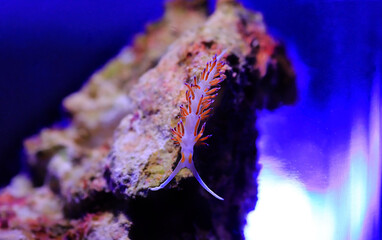 Poster - Underwater shot in Mediterranean sea of colorful nudibranch - Flabellina affinis