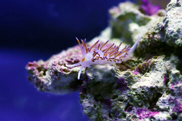 Wall Mural - Underwater shot in Mediterranean sea of colorful nudibranch - Flabellina affinis