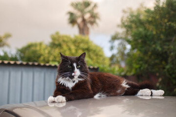 beautiful fluffy cat having a lazy and relaxing day on top of the roof of a car outdoors in summer