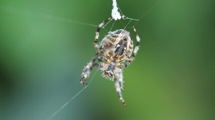 A close up view of a spider weaving web. 
