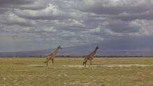 Two Graceful Giraffes Are Walking On The African Savannah. Long Necks Against A Cloudy Sky. There Is Dry Grass On The Ground. Kenya. Amboseli Park
