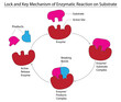 Biological illustration of enzyme substrate model 