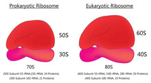 Biological Illustration Of Prokaryotic Ribosome And Eukaryotic Ribosome (70s Ribosome And 80s Ribosome)