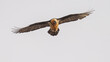 The bearded vulture (Gypaetus barbatus), also known as the lammergeier and ossifrage