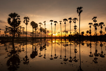Wall Mural - Palm tree field and refection on the water at empty paddy field during sunrise in Prathum Thani.
