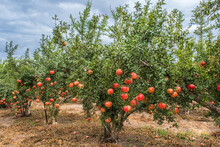 Plantation Of Pomegranate Trees With Ripe Fruits