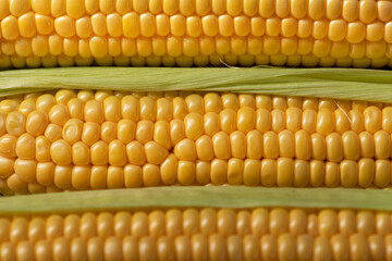 Wall Mural - Closeup of fresh organic corn