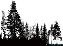 Fir Trees Black Group In Forest On White