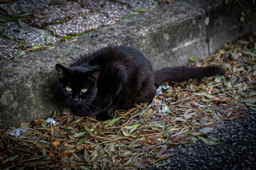 Gato preto na rua