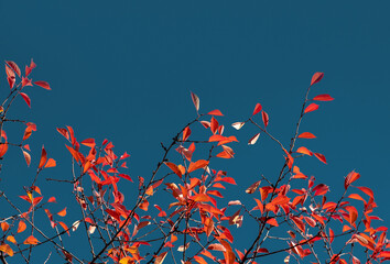 Wall Mural - Branches of trees with bright red autumn leafy on navy blue background with copy space.