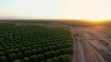 Cars Drive On Rural Highway Next To Pecan Groves At Sunrise In Arizona