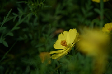 Wall Mural - light yellow flower of cosmos in full bloom