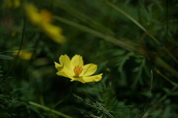 Wall Mural - light yellow flower of cosmos in full bloom