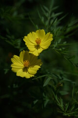 Wall Mural - light yellow flower of cosmos in full bloom