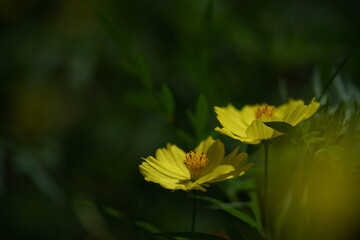 Wall Mural - light yellow flower of cosmos in full bloom