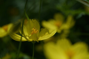 Wall Mural - light yellow flower of cosmos in full bloom