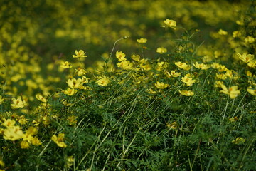 Wall Mural - light yellow flower of cosmos in full bloom