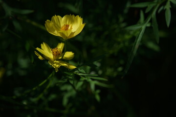Wall Mural - light yellow flower of cosmos in full bloom
