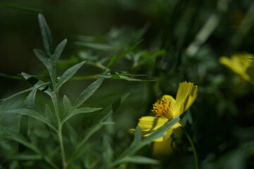 Wall Mural - light yellow flower of cosmos in full bloom